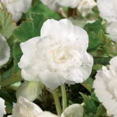 Begonia 'Double White' - 3 løg - Hvid Begonia