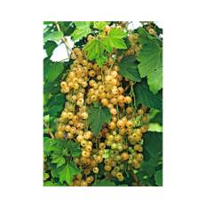 Vita vinbär OMNIA GARDEN Ribes (Witte Hollander) stam 1-pack