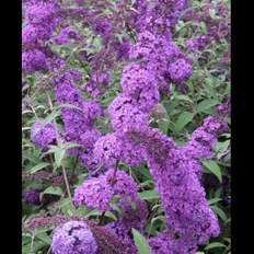 Sommerfuglebusk 'Border Beauty'