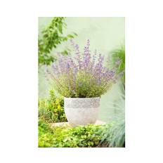 Kantnepeta OMNIA GARDEN Nepeta x faassenii 'Kit Cat' 15-pack