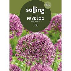 Prydløg, Allium violet 3 løg (På lager i varehus)