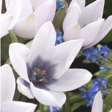 Tulpan Alba Coerulea Oculata, botanisk tulpan, tulpanlökar - en av de dyraste Tulpanlökar
