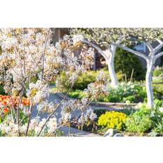 Prakthäggmispel OMNIA GARDEN Amelanchier lamarckii 50-80cm 150-pack