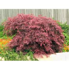 Japansk fliklönn OMNIA GARDEN Acer palmatum 'Garnet' 3-pack