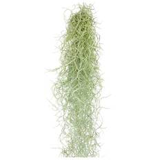 Tillandsien Pflanzen Echt im Mix - Tillandsien hängend 50cm Tillandsia Usneoides Luftpflanzen, Terrarium Pflanzen, Spanisches Moos, Louisianamoos (1xTillandsia Usneoides)
