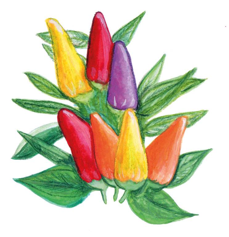 Chilipeppar Hot Razzmatazz - Capsicum annuum Hot Razzmatazz