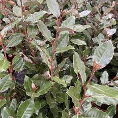 Sølvblad - Elaeagnus x ebbingei ´Compacta´ opstammet 90 cm.