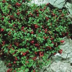 Tyttebær (Vaccinium vitis-idaea 'Erntekrone')