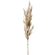 Pampas