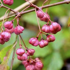 Benved barrods hækplante - almindelig (Euonymus europaeus)  30-50 cm