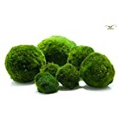 Garnelio Mossboll för bra vattenkvalitet/biofilter i akvariet, storlek: 3–5 cm