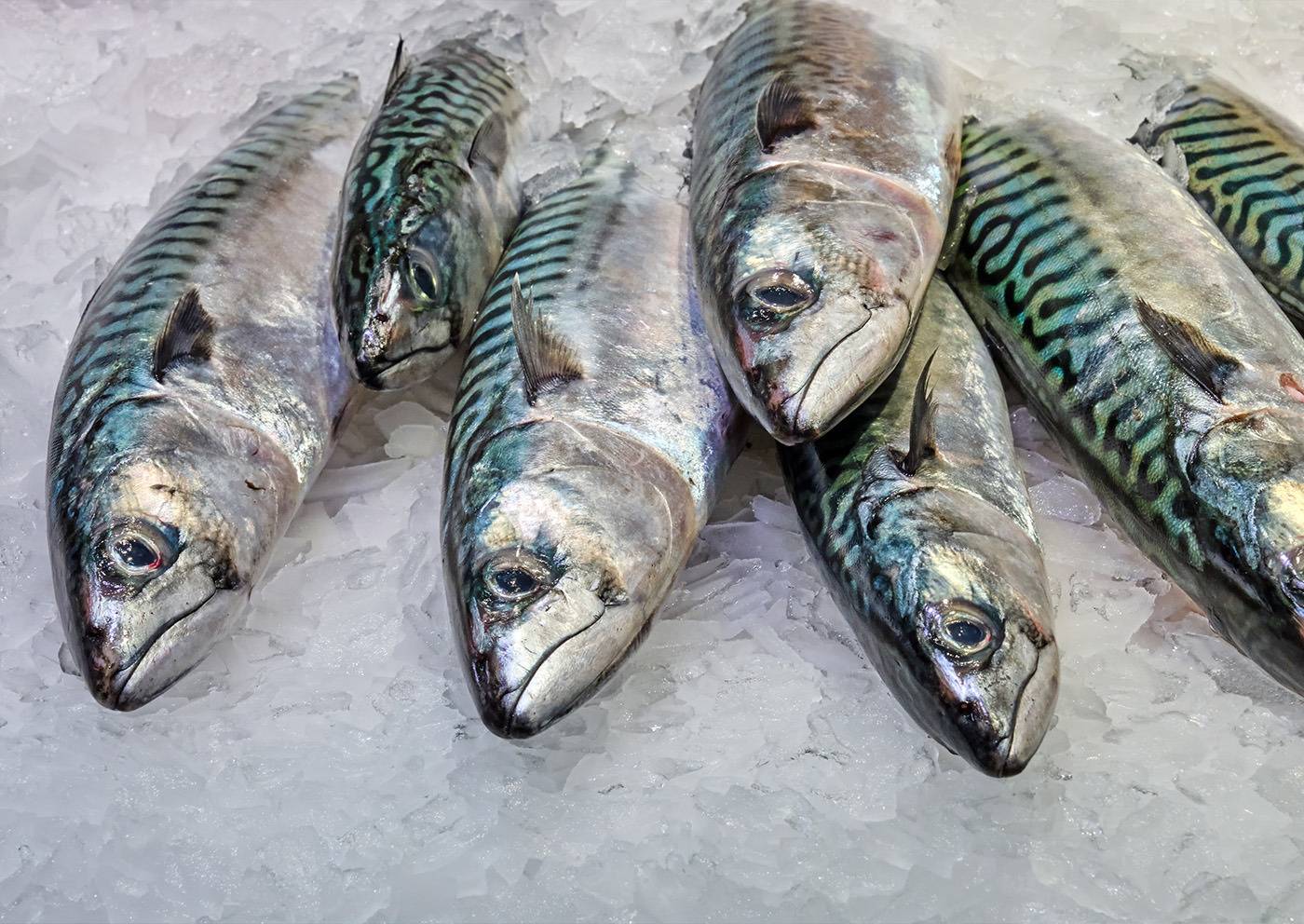 Makrillfiske