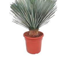 Palmelilje, Yucca rostrata, Ø50 cm potte