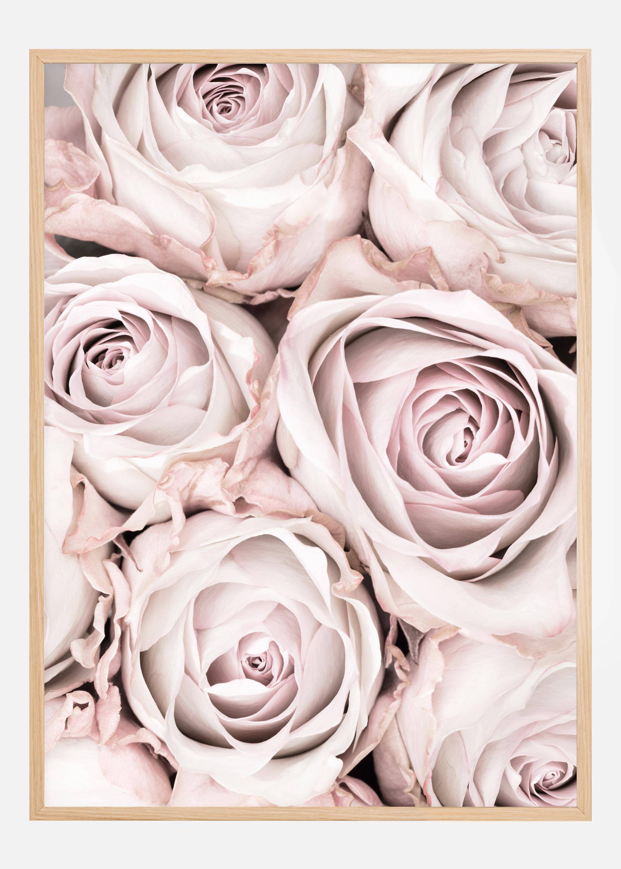 Pink Roses Poster (70x100 cm)