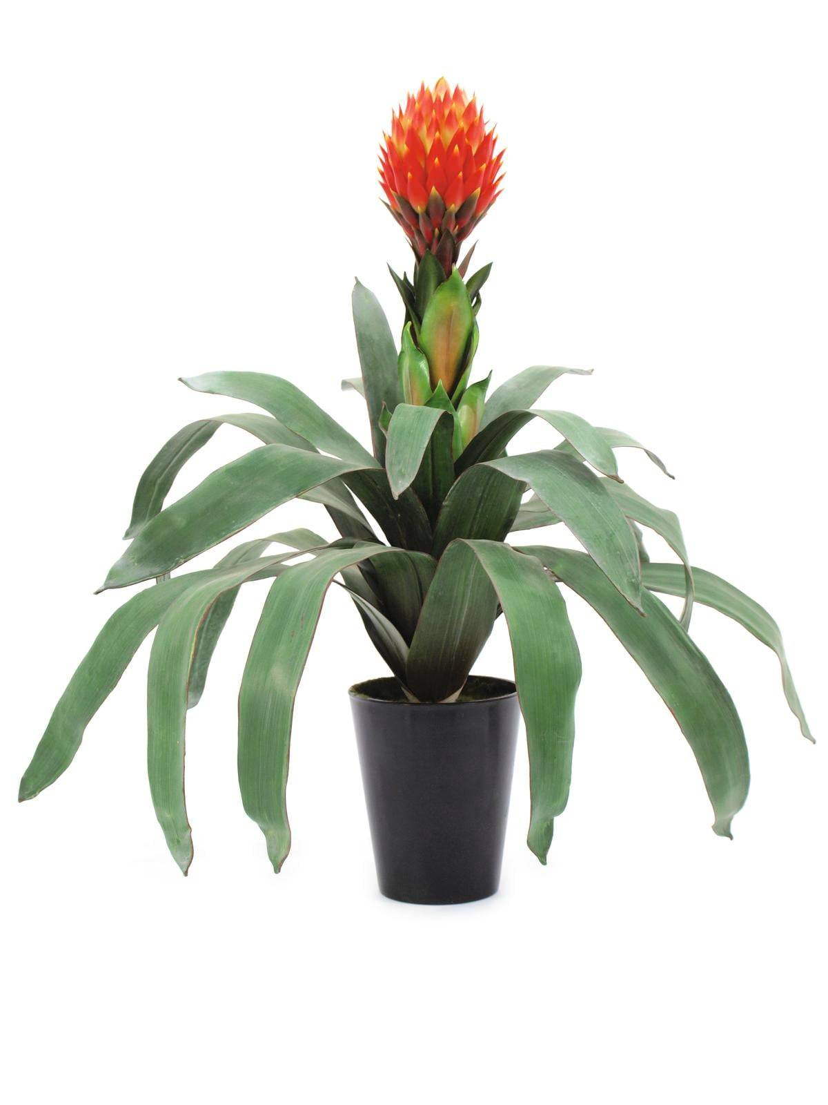 EUROPALMS Bromelia, artificial, 68cm, Europalms Bromelia, 68cm