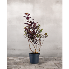 Rødbladet Parykbusk, Cotinus Coggygria 'Royal Purple' - 70-90 cm