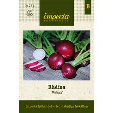 Rädisa Malaga - Raphanus sativus Malaga