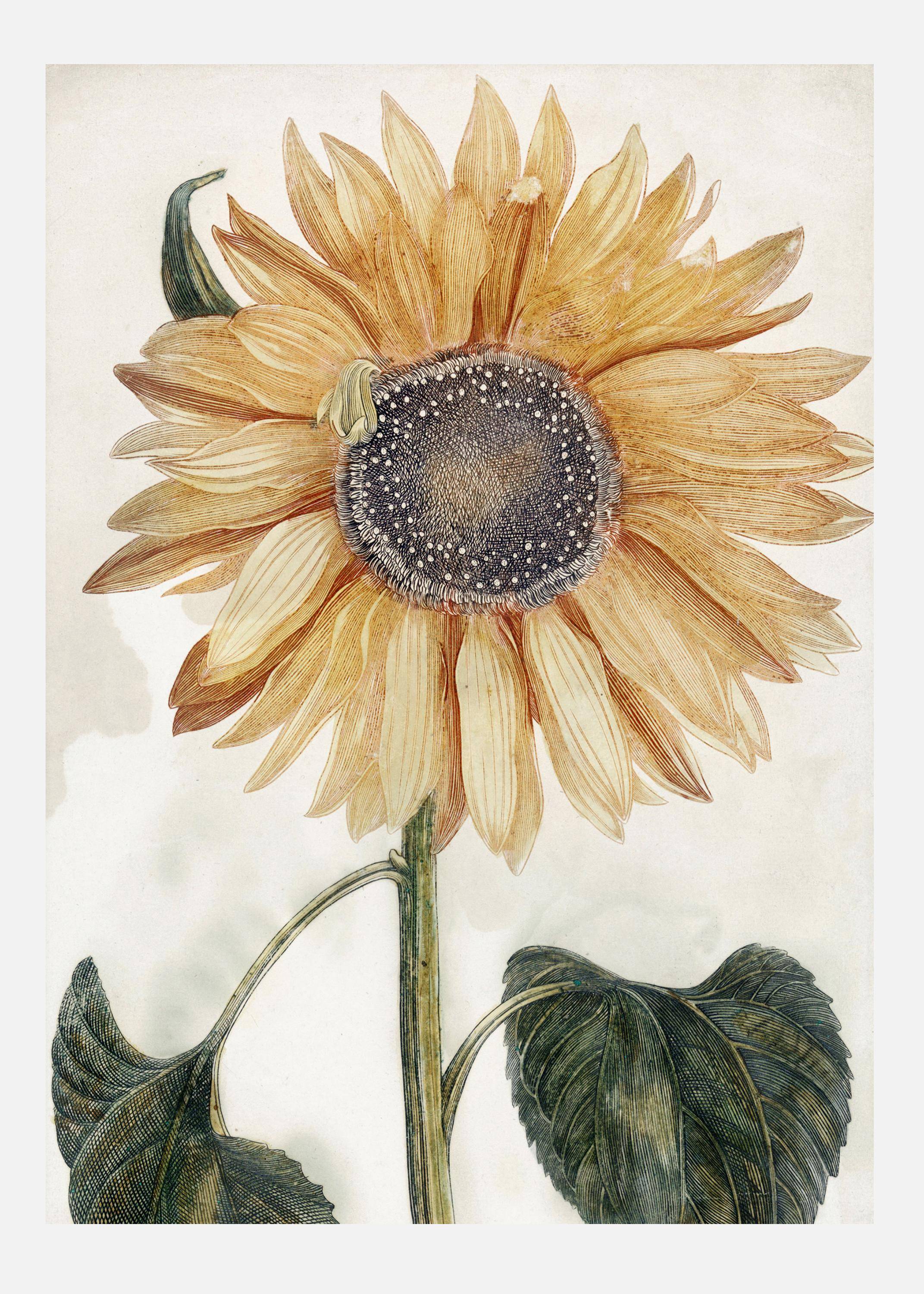 Sunflower Art Canvastavla (50x70 cm)