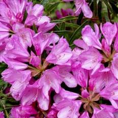 'Graziella'