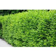 Vinterliguster OMNIA GARDEN Ligustrum vulgare var. italicum 'Liga' 50-80cm 150-pack