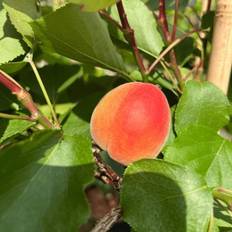 Abrikos (Prunus armeniaca 'Cebas Red') 130-160 cm