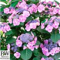 Havehortensia 'Blueberry Chesecake' PW