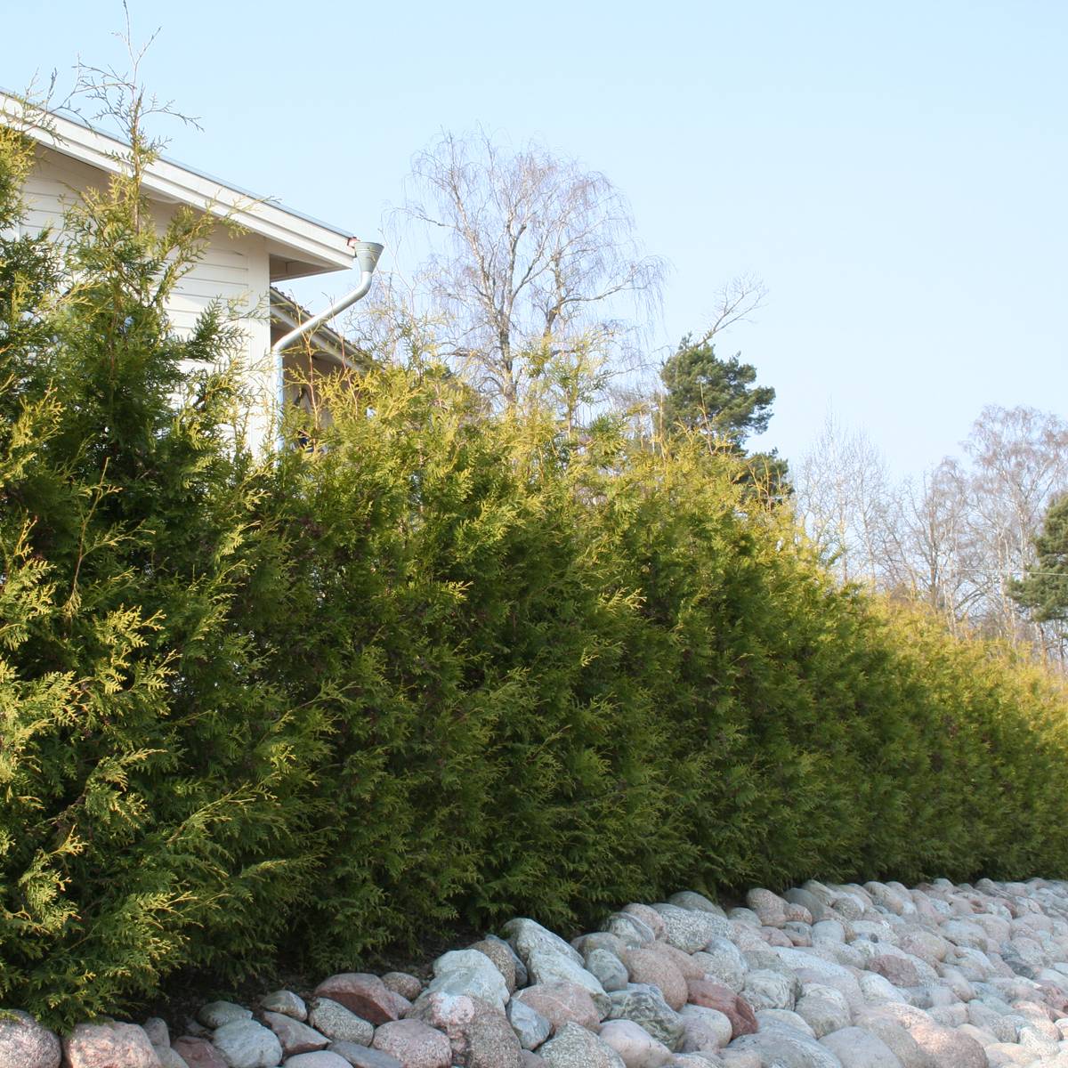 Tuja - Rotklump - Thuja occidentalis Brabant (Storlek: 120-140cm 35-pack)