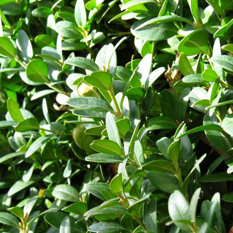 Almindelig Buksbom 25-30 cm. - Buxus sempervirens.