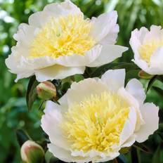 Paeonia lactiflora Honey Gold, Luktpion,