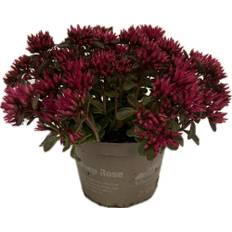 Stenurt, Sedum spurium deep rose, Ø12 cm (På lager i butik)