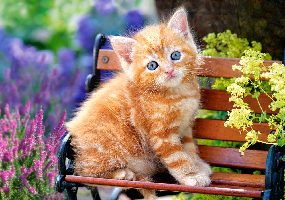 KIDEK pussel - Ginger Kitten, 500-bitar Default Title