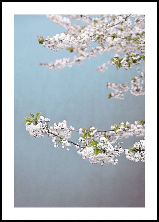 Colorful Spring 14 Poster (40x50cm) - Plakater > BD
