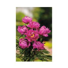 Luktpion OMNIA GARDEN Paeonia lactiflora 'Karl Rosenfield' 4-pack