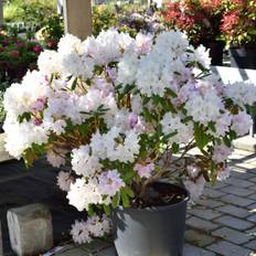 Rododendron (Storlek: 30-40 C5)