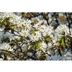 Prakthäggmispel OMNIA GARDEN Amelanchier lamarckii 1-pack