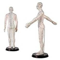 60 cm Human Akupuncture Model, Manlig Akupunkturmodell Meridians Acupoint Practice Model Body Education Teaching Tool Explanation