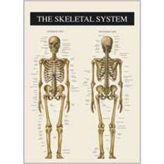 Skelettet 2 - 30x40 cm (På lager i et varehus)