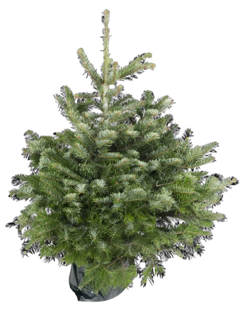Abies Nordmanniana nordmannsgran 7,5 L