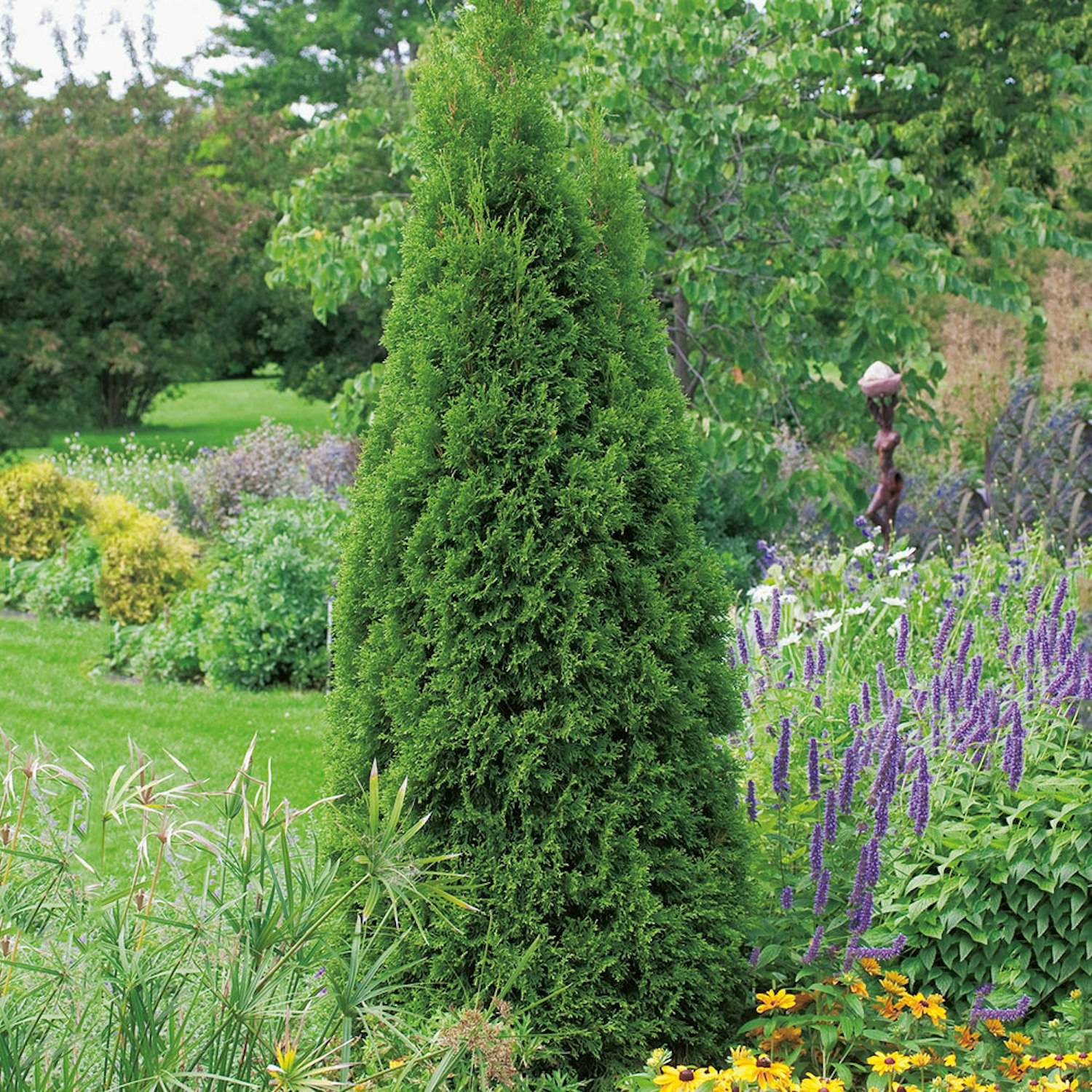 Ädeltuja Omnia Garden 50-60 cm 3 st/frp
