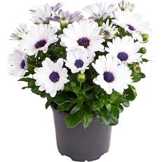 Spansk marguerit, Osteospermum eckloni, 10,5 cm potte