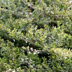 Gedeblad Myrte (Lonicera nitida 'Elegant') 30-50 cm