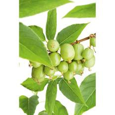 Minikiwi Fruktväxt 30-50Cm 5-Pack