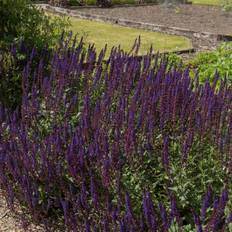 Perenn Omnia Garden Stäppsalvia Mainacht