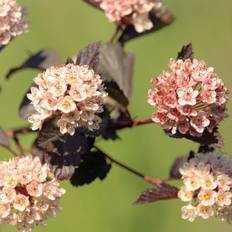 Blærespiræa - Physocarpus opulifolius ´Little Joker´ 60-80 cm