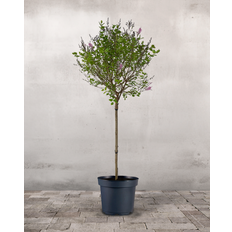 Opstammet Dværgsyren, Syringa 'Dark Purple' - 120-140 cm
