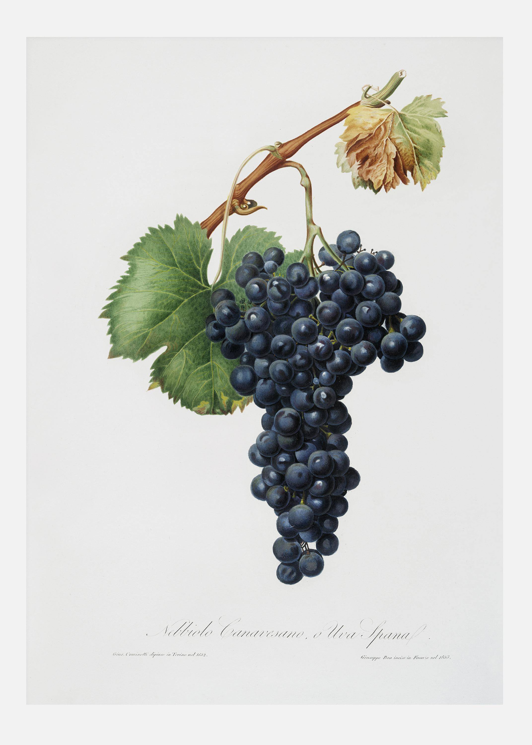 Grapes Canvastavla (50x70 cm)
