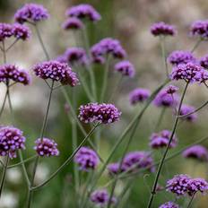 Jätteverbena 'Vanity'