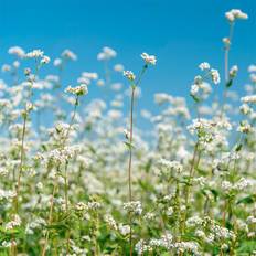 Økologiske Blomsterblanding 'Field margin mixture' (50 m²) - Blomsterfrø