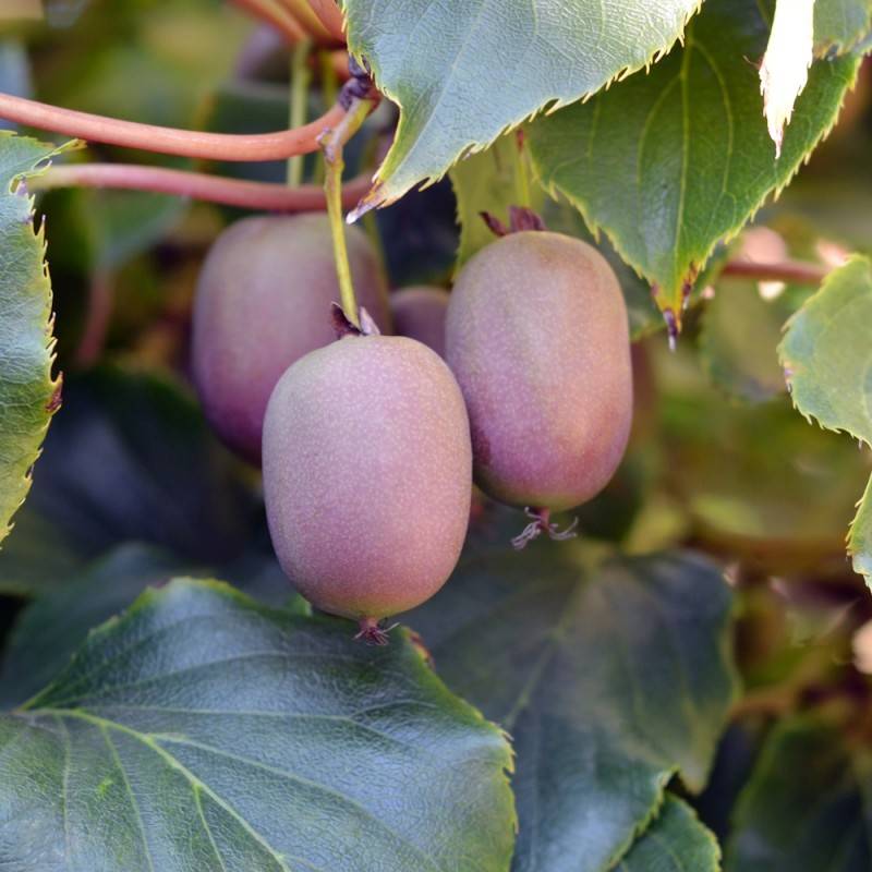 Stikkelsbærkiwi Ananasnaya (Hun) - Actinidia arguta Ananasnaya.