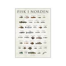 Poster & Frame - Simon Holst - Plakat - Fisk i Norden - 50x70